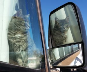 RV travelling with Cats!