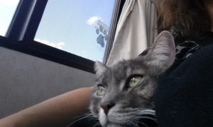 riding on the human's lap